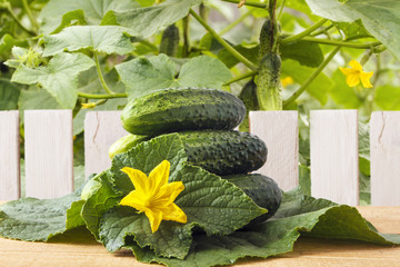 Fresh natural cucumbers on wooden table in outdoor against the background of wooden fence and cucumber leaves. Vegetarian lifestyle concept. Copy space