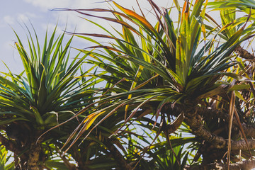 close-up of beautiful subtropical pandanus tree