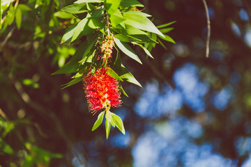 close-up of beautiful subtropical Callistemon Bottle brush plant