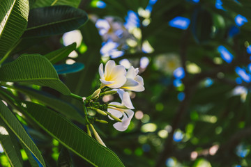 close-up of beautiful subtropical frangipani plant