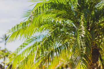 Obraz na płótnie Canvas close-up of beautiful subtropical palm trees