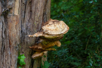 Polyporus squamosus mushrooms growing on a tree trunk