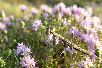 Wilder Thymian in Blüte mit Mantis