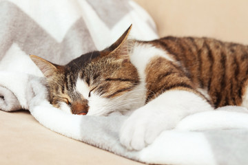Cute cat sleeping on sofa at home. Lovely pet