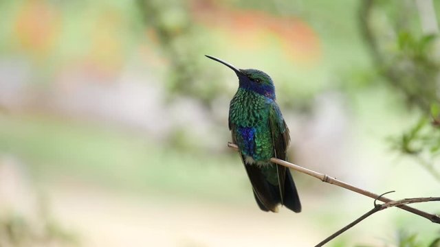 Hummingbird Colibri at Ecuador in Slow Motion Slomo 50%