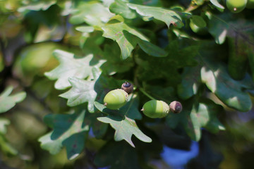 young oak with acorns