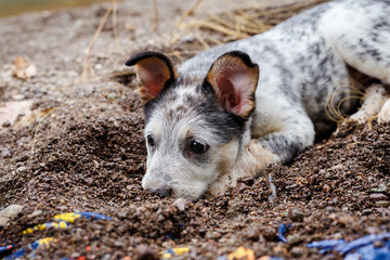 Portrait of a Blue Heeler Puppy Lying in the Dirt