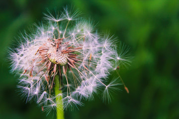 Dandelion seeds in the sunlight blowing away across a fresh green morning background