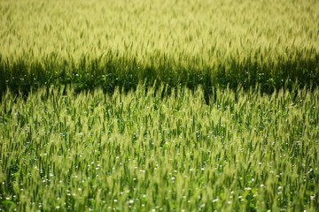 Ears of wheat swaying in early summer wind