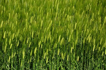 Ears of wheat swaying in early summer wind
