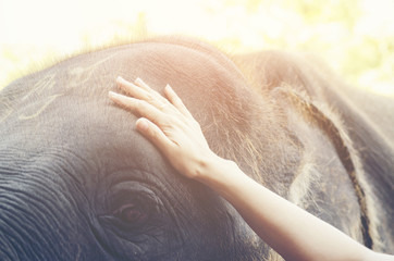 Human hand touching a crying Elephant body