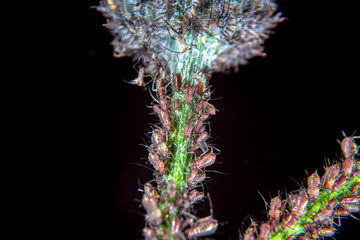 Plant lice on a thistle