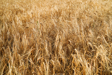 Golden barley field, texture, background