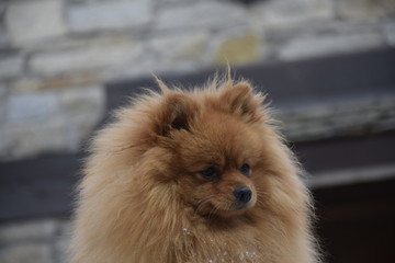 cagnolina