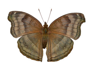 The brown-colored chocolate pansy or chocolate soldier butterfly from Asia, Junonia or Precis iphita, , is isolated on white background with wings open