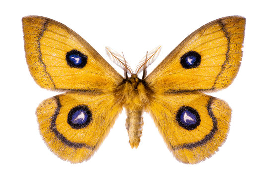 Aglia tau on a white background