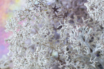 A beautiful macro photo of iceland moss. Selective focus.