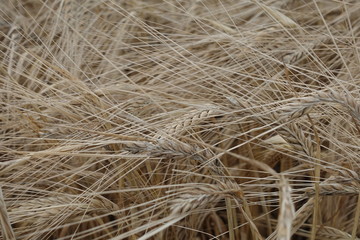 Barley field texture