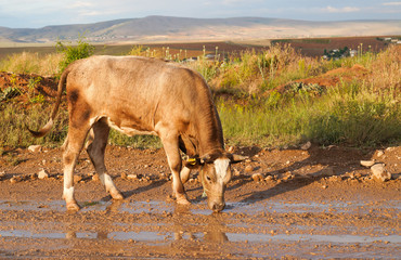 Brown cow drinking dirty water on muddy earth road