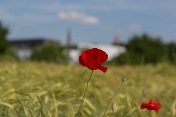 Mohnblume am Feldrand 