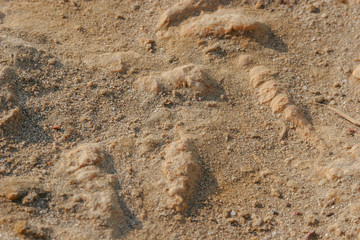 Fossils in Paracas, reserve, Ica, Peru.
