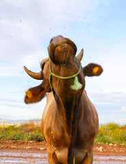 Brown cow is shaking its head to protect itself from the fly, insect