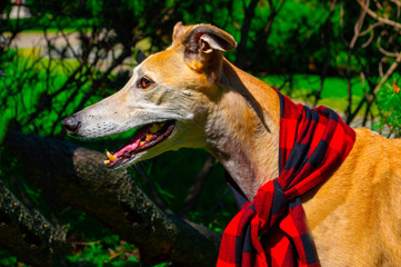 Obraz premium Greyhound
