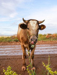 Curious funny brown cow on muddy earth road looking at the camera and touching tongue its nose
