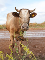 Curious brown cow on muddy earth road looking at the camera and eating grass with root which is hanging in the air