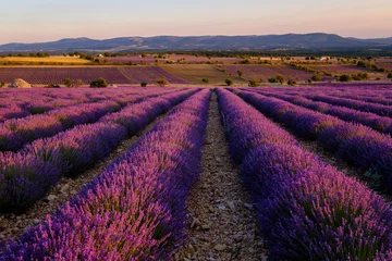 Muurstickers Lavendelveld, zonsondergang. Ferrassières, Provence, Frankrijk. © Marina