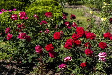 bushes of blooming red roses in the garden, landscape, horizontal frame