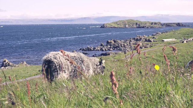 4k video of a white fluffy sheep eating and sitting in Iceland.