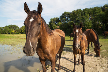 Fototapeta premium Horses on the meadow beside lake at animal shelter.