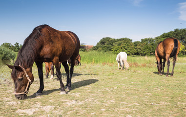 Naklejka na ściany i meble Horses grazing on the meadow at animal shelter.