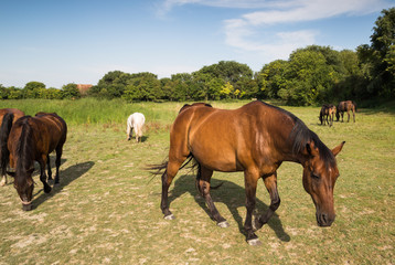 Obraz premium Horses grazing on the meadow at animal shelter.
