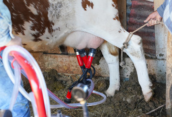 Cow milking machine working and man keeps tied the leg of cow not to act and being comfortable.