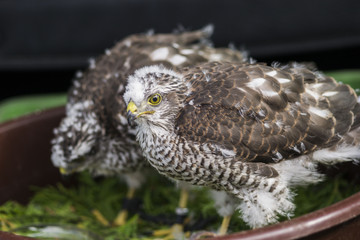 young buzzard eating piece of meat and standing nearby another young bird