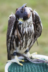 golden eagle sitting and looking, green bokeh grass behind, close up of bird animal