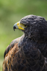golden eagle sitting and looking, green bokeh grass behind, close up of bird animal