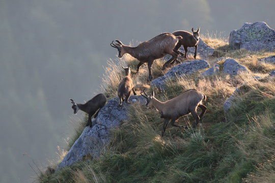 Chamois (Rupicapra rupicapra)  Vosges Mountains, France