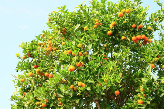 cl&eacute;mentines dans arbre fruitier
