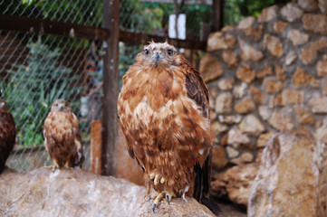 Fototapeta premium proud birds