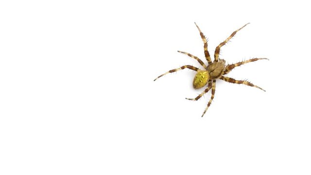 Beautiful spider crawling on the screen isolated on white background