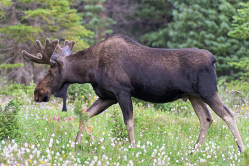 Shiras Moose of The Colorado Rocky Mountains