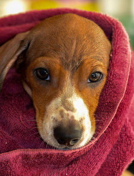 An adorable Dachshund puppy wrapped in a towel