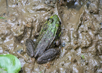 A common green frog basks on the banks of a muddy Virginia marsh.