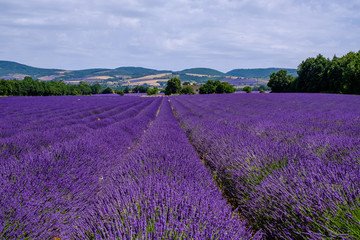 Fototapeta na wymiar Champ de lavande sur le plateau d'Albion, Provence, France.
