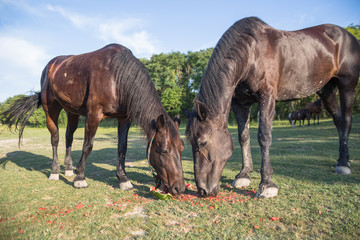 Horses eating waterlemons on the meadow at animal shelter surrounded by trees.