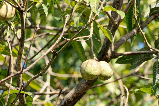 mangues vertes en croissance sur un vieux manguier en Guyane française