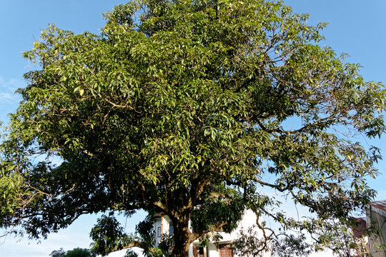 Vieux manguier au milieu de la ville de Cayenne en Guyane fran&ccedil;aise